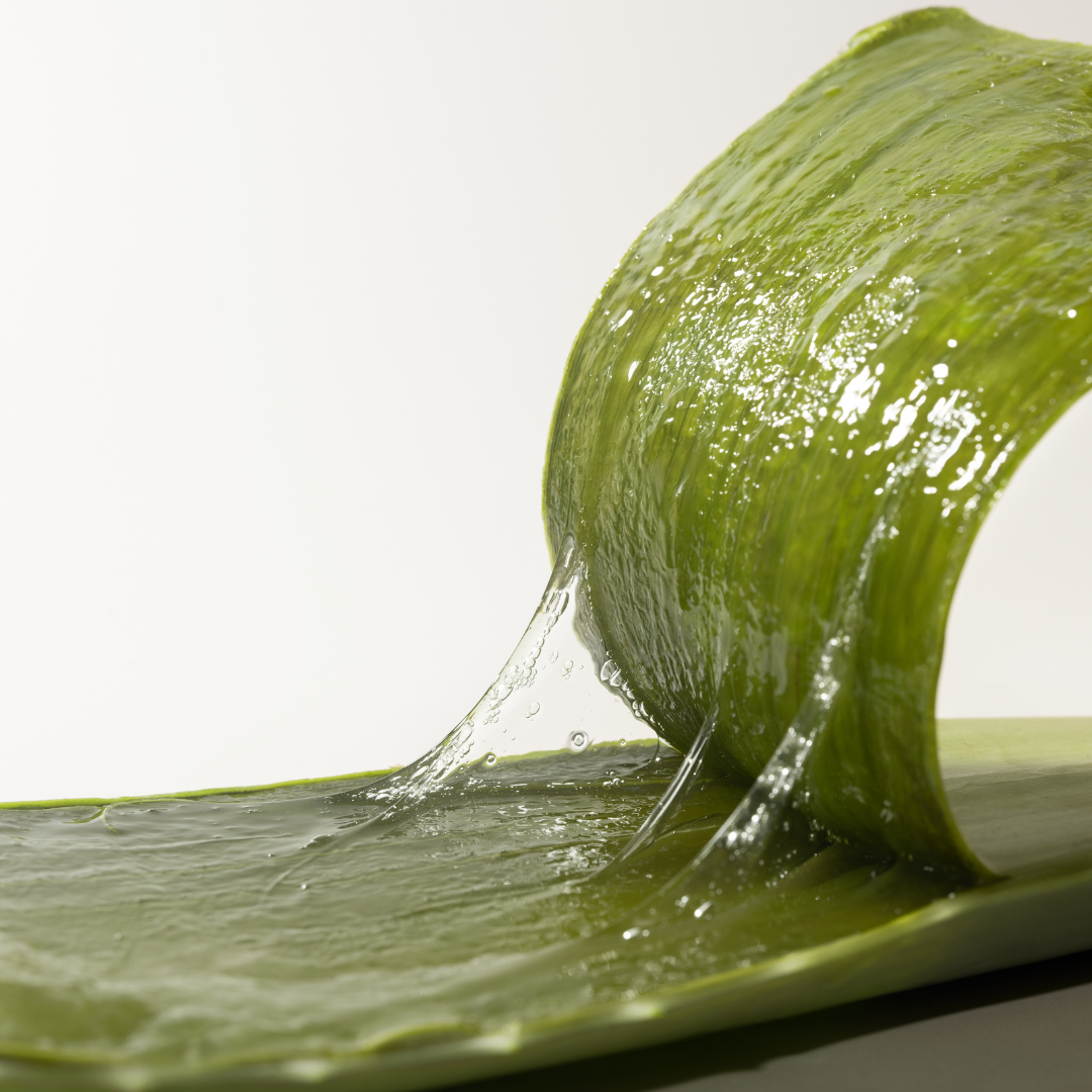 Why Aloe Vera Is a Skincare Powerhouse for Healthy Skin