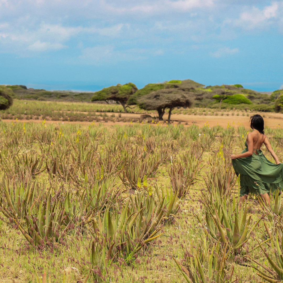 Our Heritage, Our Story: The History of Aruba Aloe