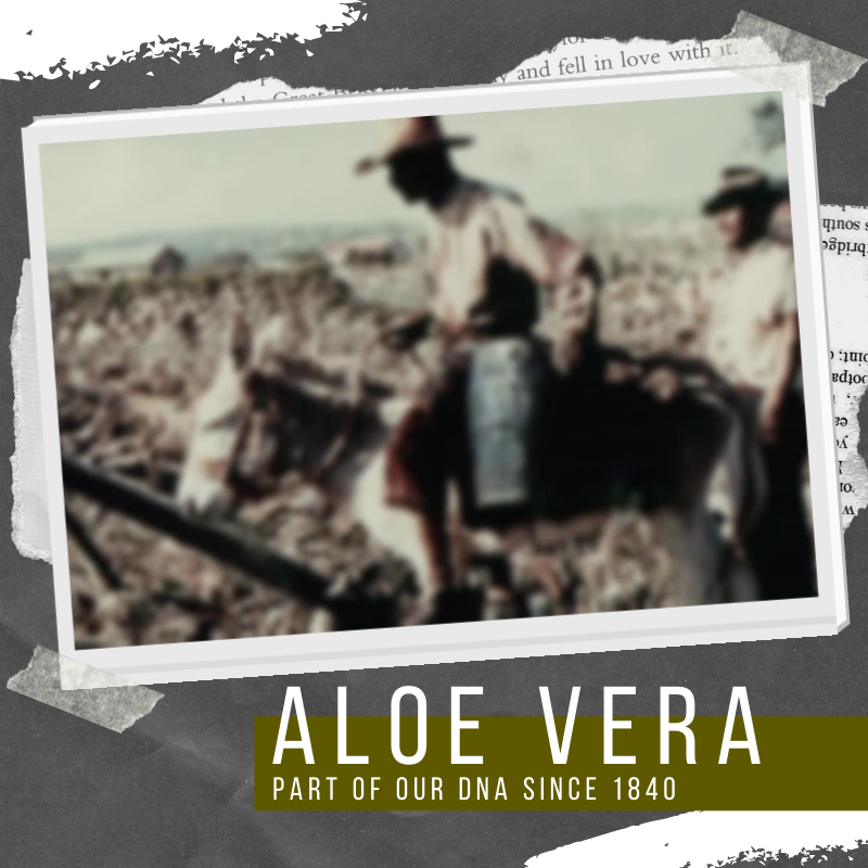 Aloe Vera | Part of Aruban DNA