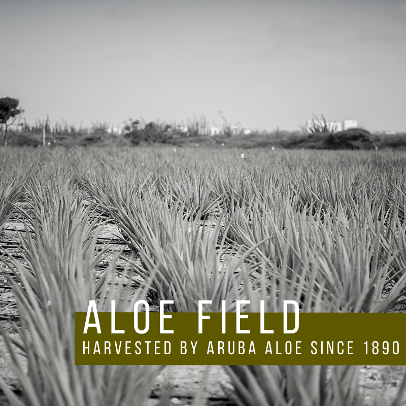 Aloe Vera | Harvested by Aruba Aloe since 1890