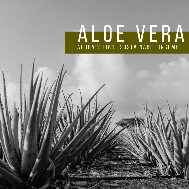 Aloe Vera | Aruba's first sustainable income