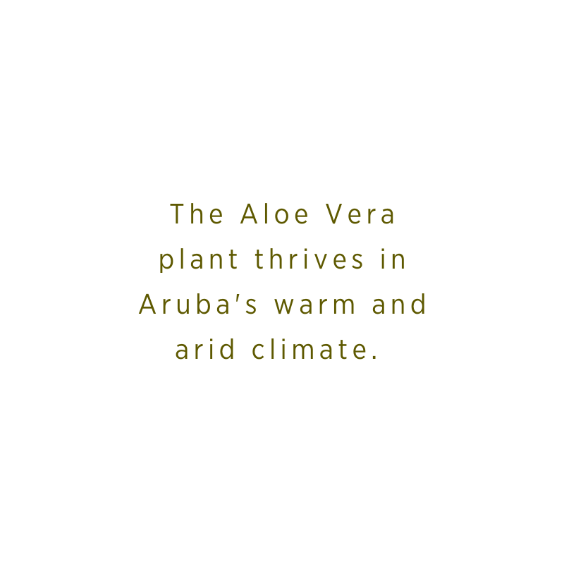 Aloe Vera | Thriving in Warm Weather