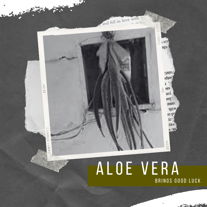 Aloe Vera | Brings Luck