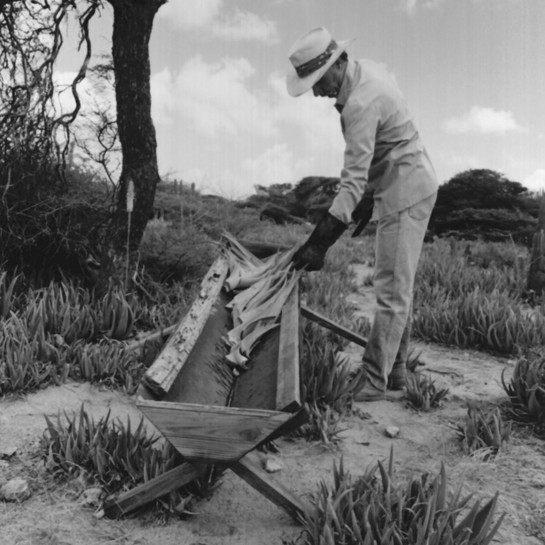Aruba Aloe - one of the oldest aloe companies
