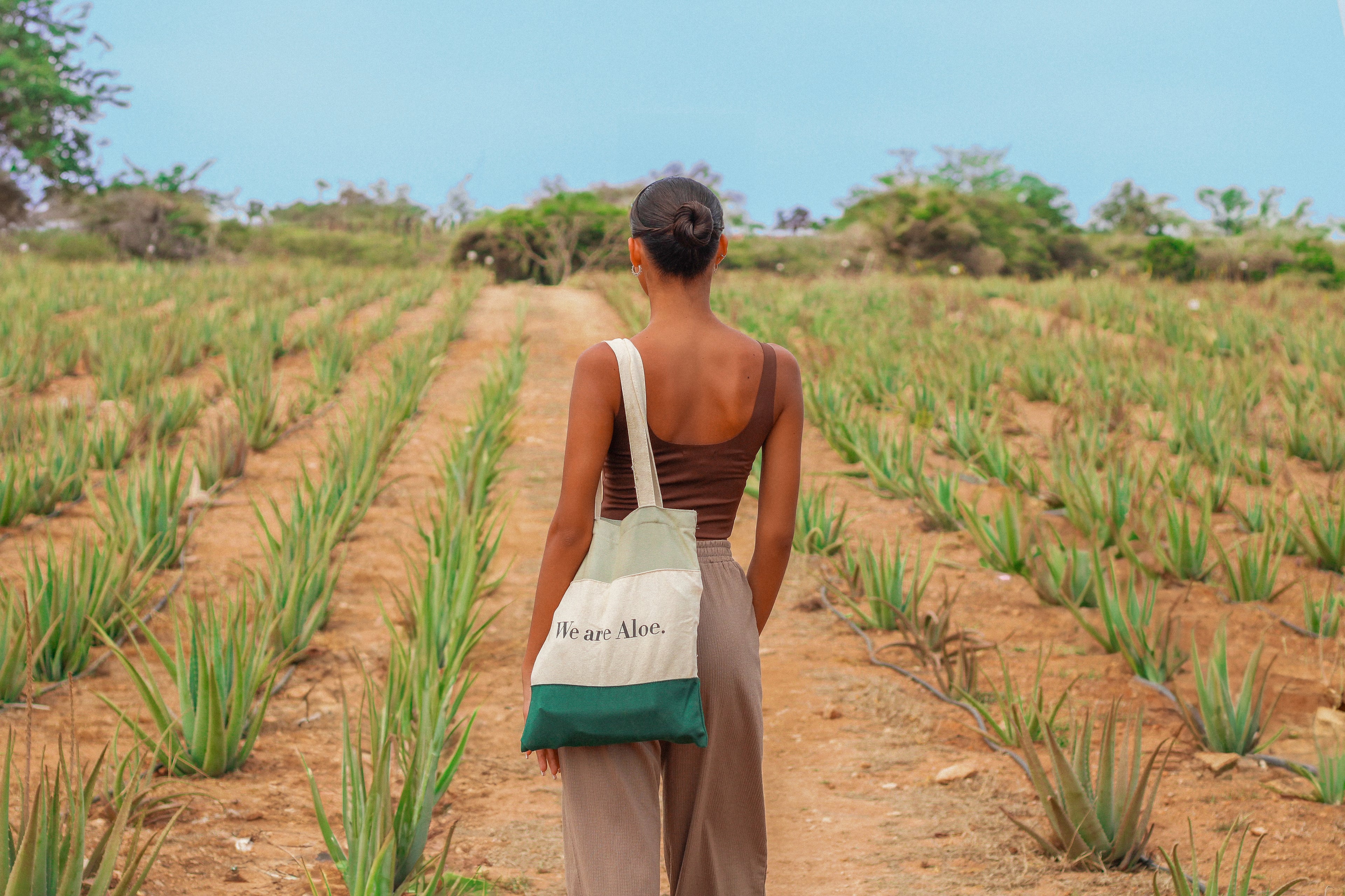 Royal Aruba Aloe Field Model