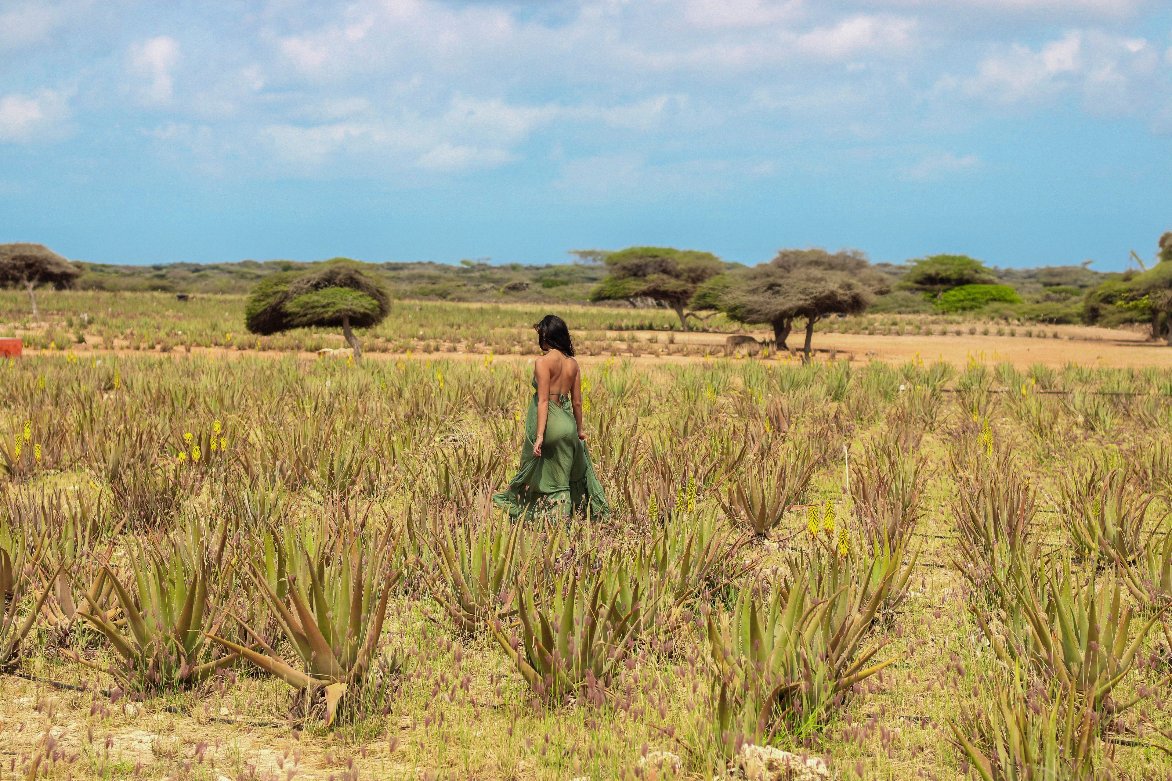 Royal Aruba Aloe Field